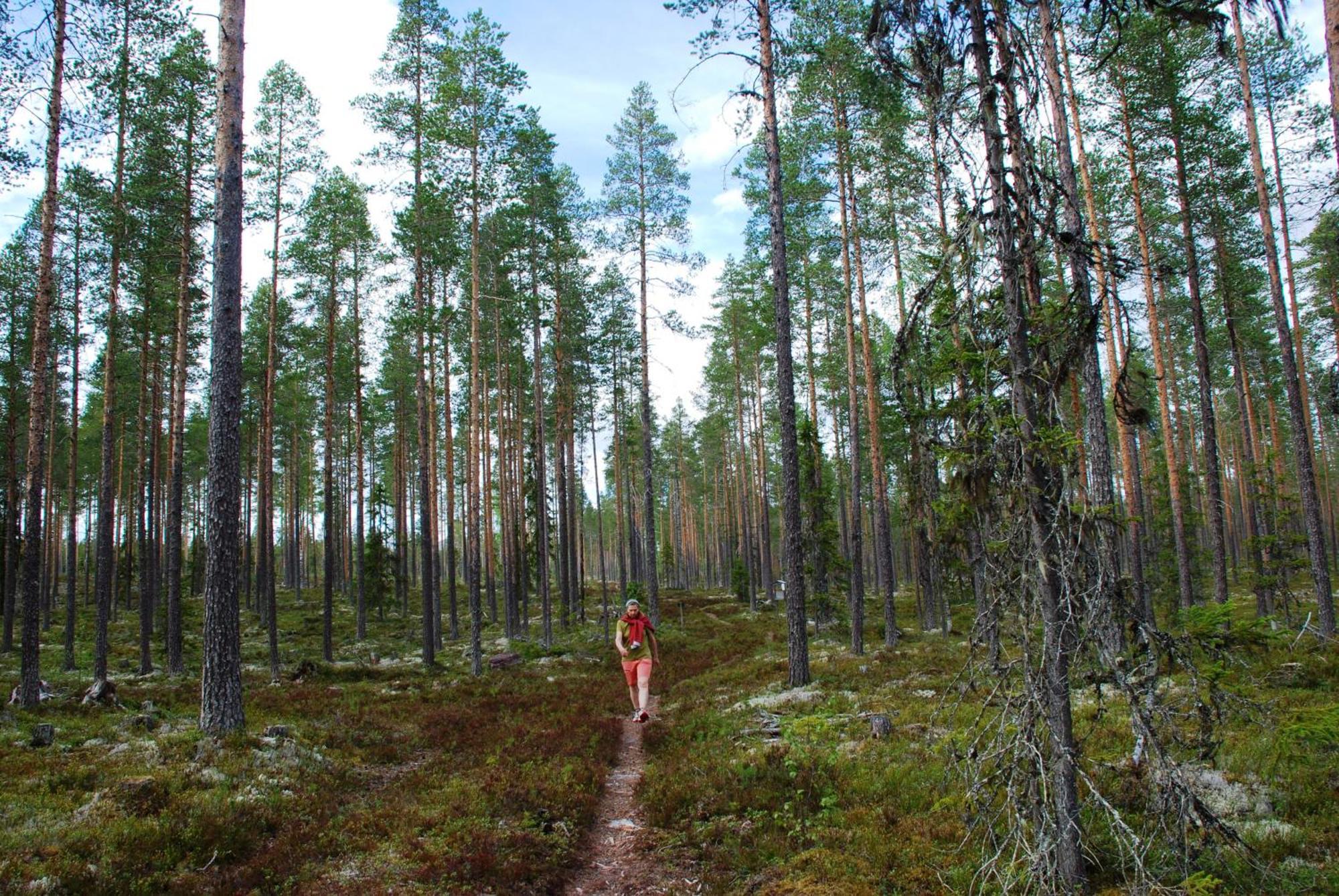 Fulufjellet Nationalpark - Of Nature And Peace Holiday home *